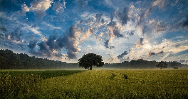 Jabłonie i inne drzewa owocowe mogą być podatne na choroby