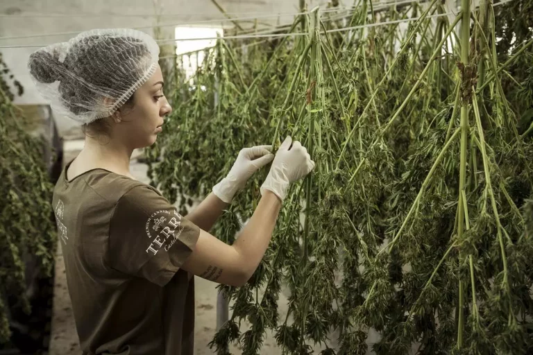 Jak żelki cbd mogą wpływać na zdrowie serca?
