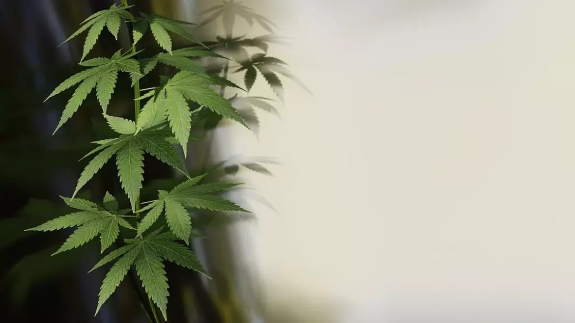 Jak żelki cbd mogą wpływać na zdrowie serca?